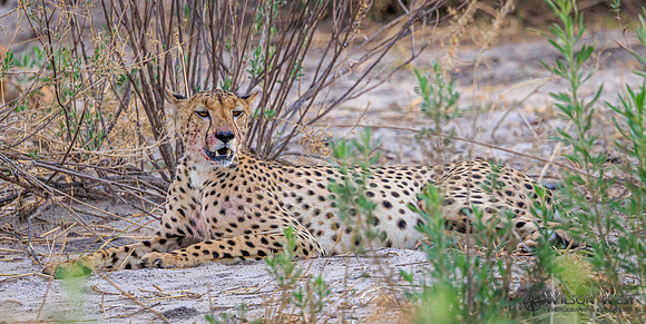 Cheetah