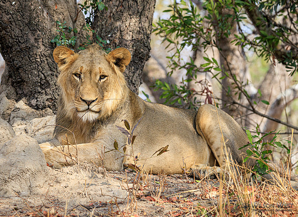 Lion