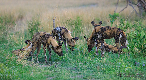 African Wild Dog