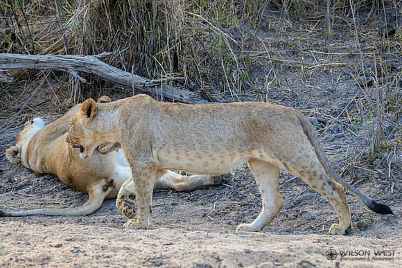 Lion