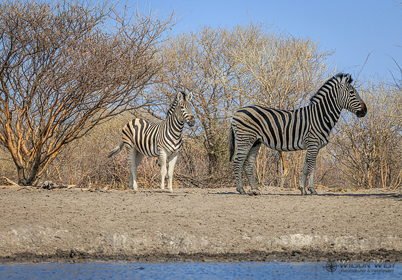 Burchell's Zebra