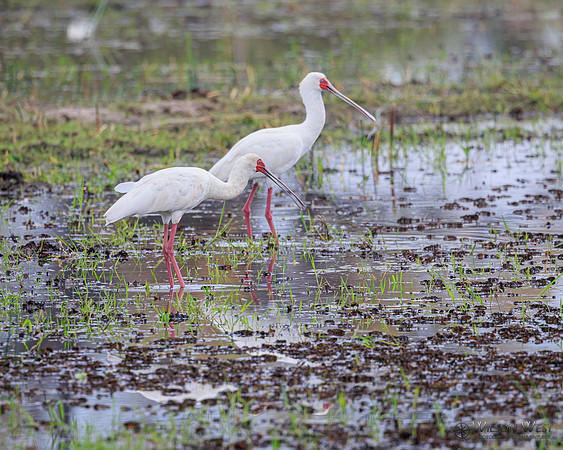 African Spoonbill
