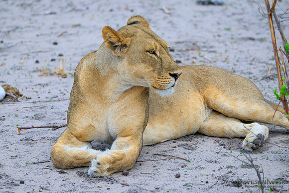 Lion
