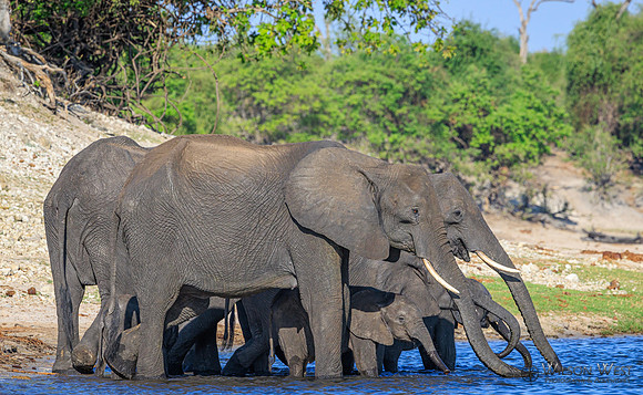 Elephant