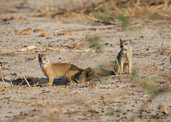 Mongoose