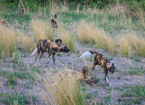 African Wild Dog