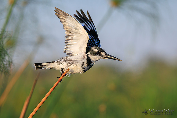 Pied Kingfisher