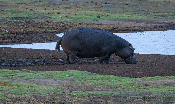 Hippopotamus