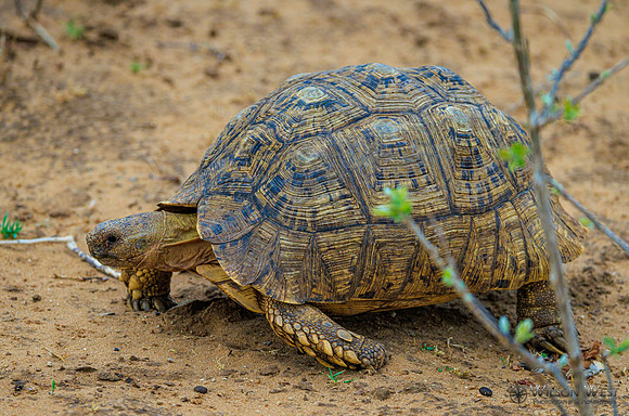 Leopard Tortoise