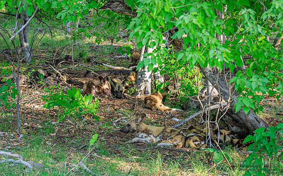 African Wild Dog