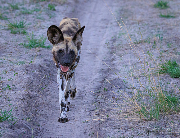 African Wild Dog