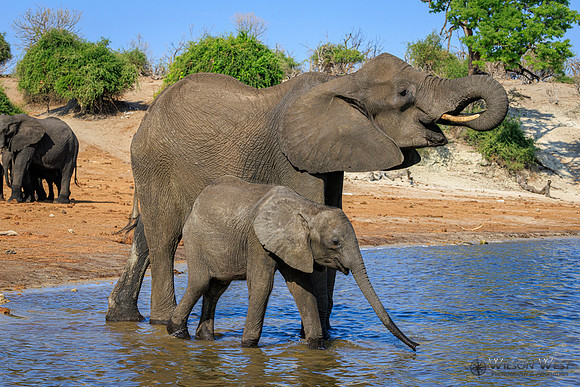 Elephant