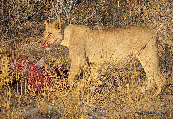 Lions eating a kudu