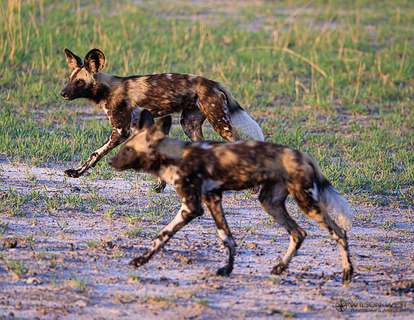 African Wild Dog