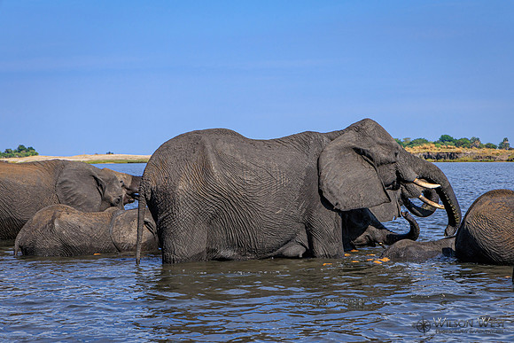 Elephant