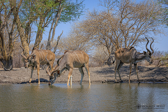 Greater Kudu