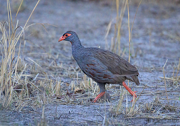 Spurfowl
