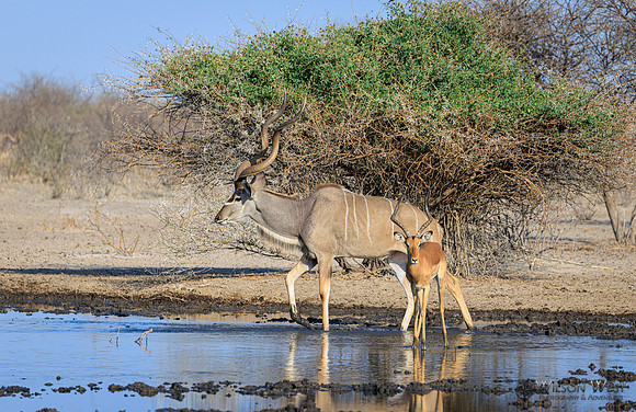 Greater Kudu