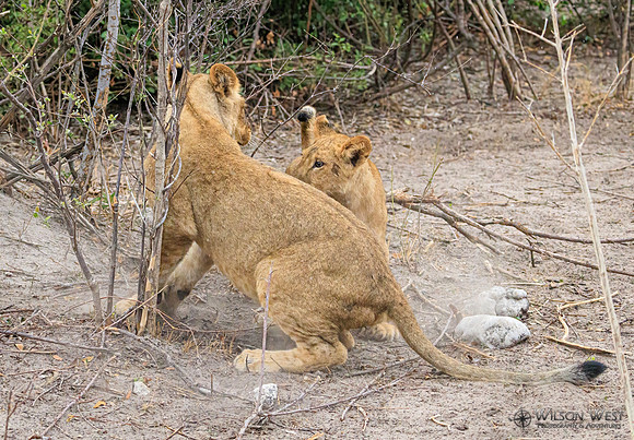 Lion
