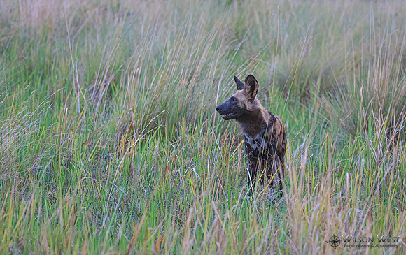 African Wild Dog
