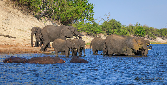 Elephant, Hippopotamus
