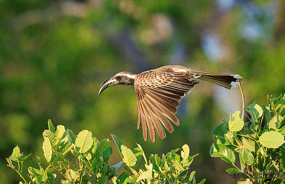 Gray Hornbill