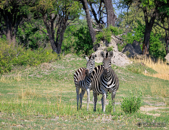 Burchell's Zebra