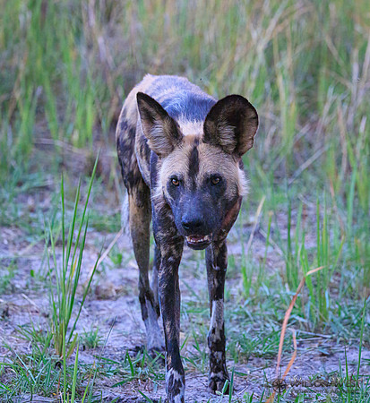 African Wild Dog