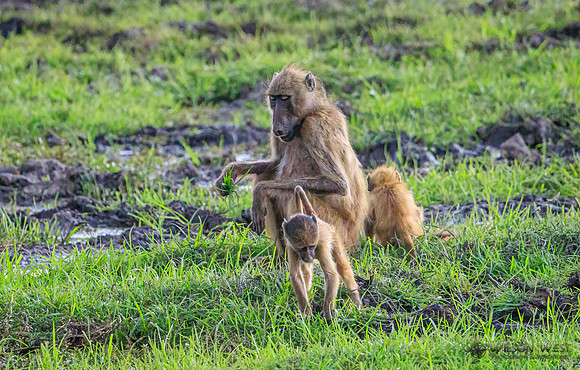 Baboon