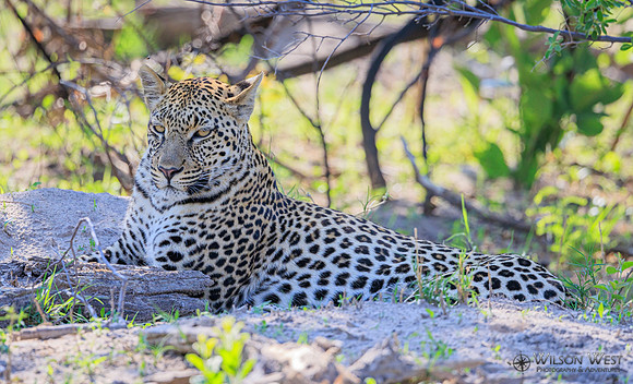 Leopard