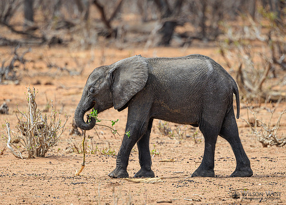 Elephant