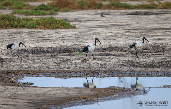 Sacred Ibis