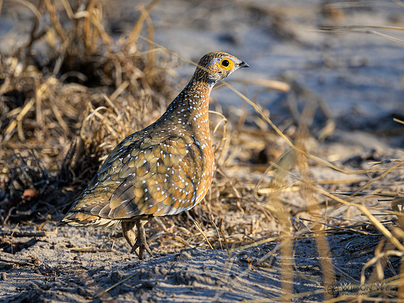 Burchell's Sandgrouse