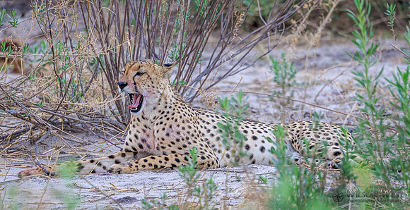 Cheetah