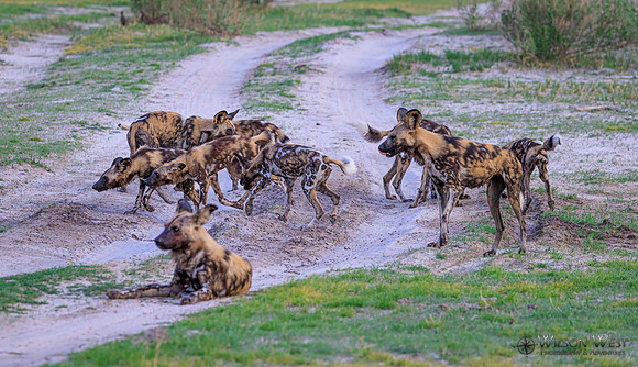 African Wild Dog