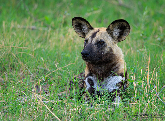 African Wild Dog