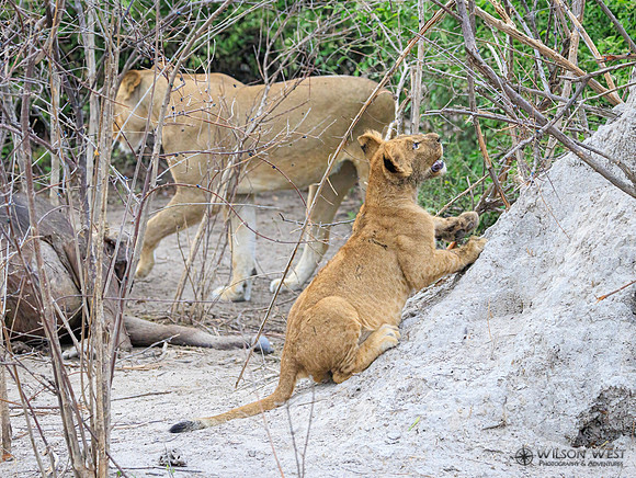 Lion