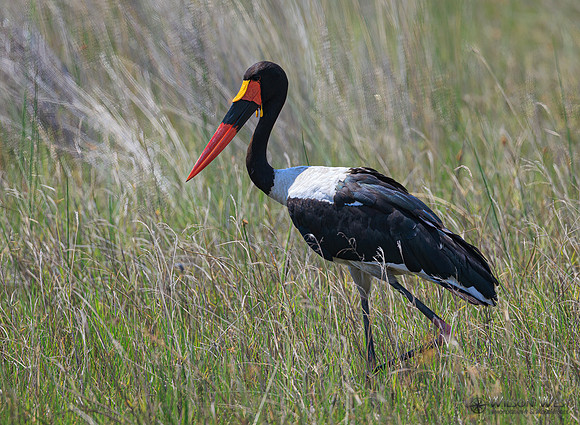 Saddle-billed Stork