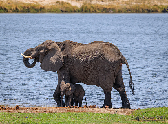 Elephant