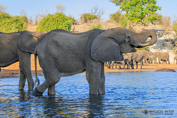 Elephant