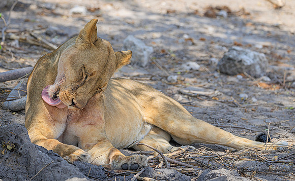 Lion