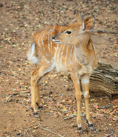 Nyala
