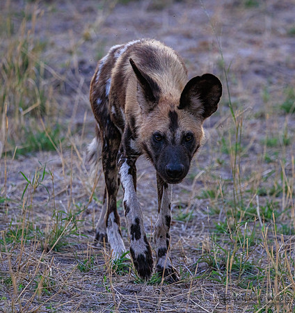 African Wild Dog