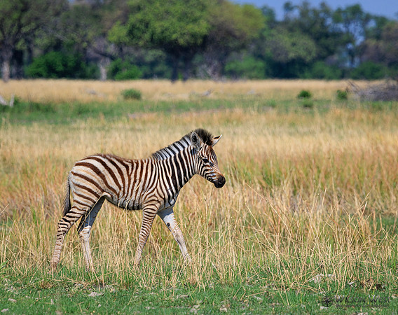 Burchell's Zebra