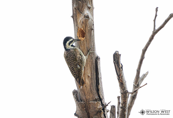 Bearded Woodpecker