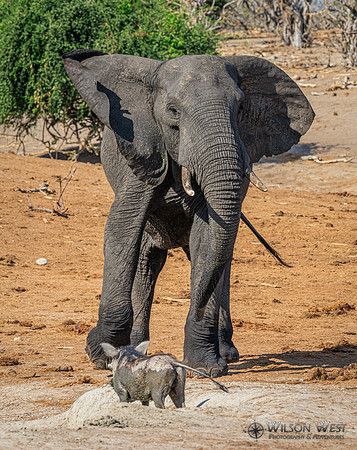 Elephant