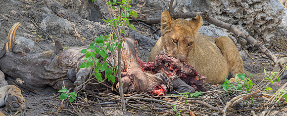 Lion