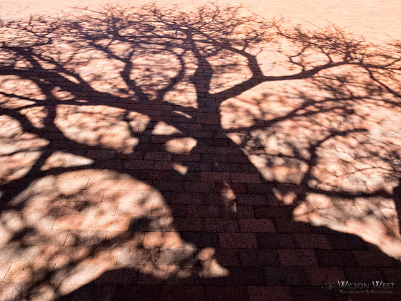 Tree shadow