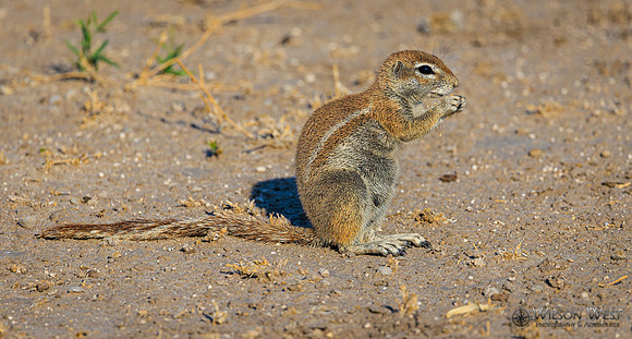 Ground Squirrel