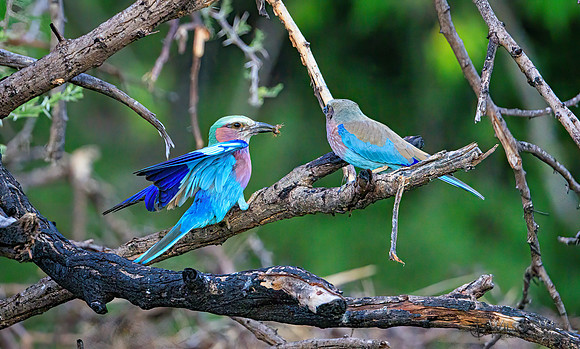 Lilac-breasted Roller